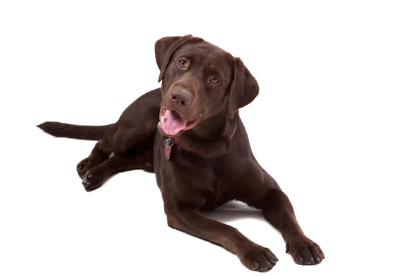 Chocolade labrador hond op witte achtergrond Stockfoto