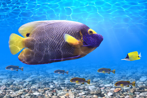 Тропические рыбы
