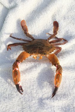 Crab sunbathing on beach clipart