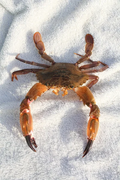 Crab sunbathing on beach — Stock Photo, Image