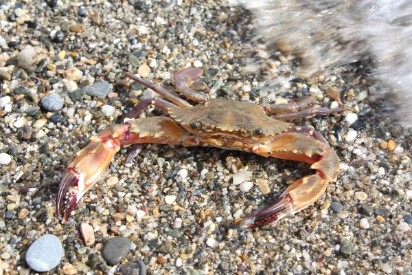 Crabe contre sable — Photo