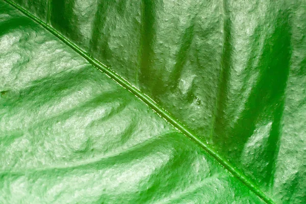 Textura foliar — Fotografia de Stock