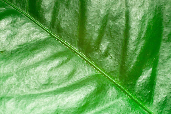 Green leaf texture close up