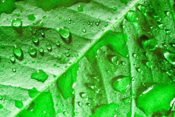 Красивый зелёный лист — стоковое фото