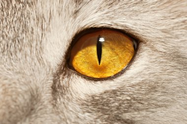 Cat yellow eye clipart