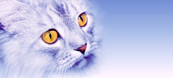 灰色只毛绒绒的猫 — 图库照片