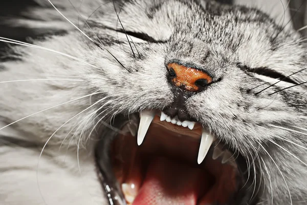 Kočka ústa — Stock fotografie