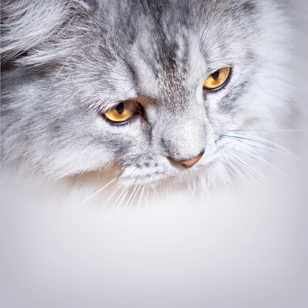 Szary kot puszyste — Zdjęcie stockowe