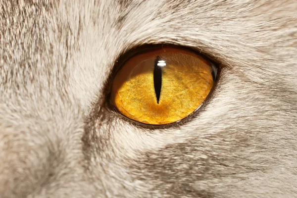 Ojo amarillo gato — Foto de Stock