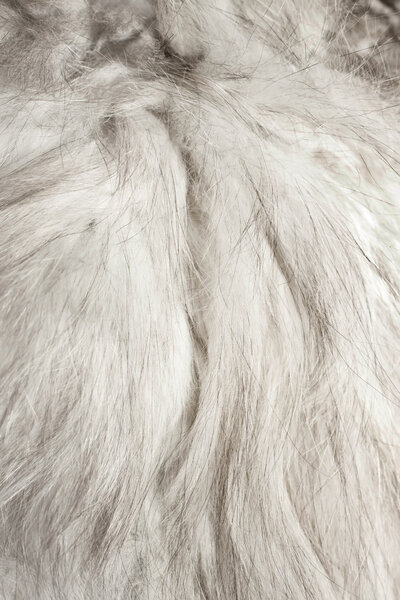 Persian cat fur background