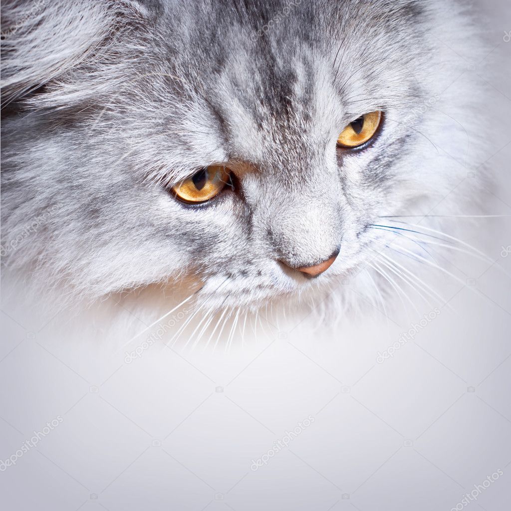 Gri tüylü kedi Stok fotoğrafçılık ©raddmilla Telifsiz resim 8624864