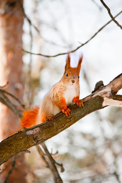 Σκίουρος στο χειμερινό πάρκο — Φωτογραφία Αρχείου