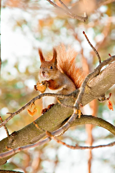Squirrel in the winter park — Stock Photo, Image