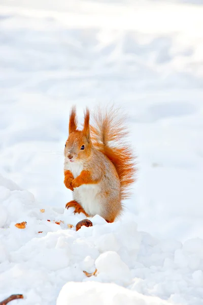 Écureuil dans le parc d'hiver — Photo