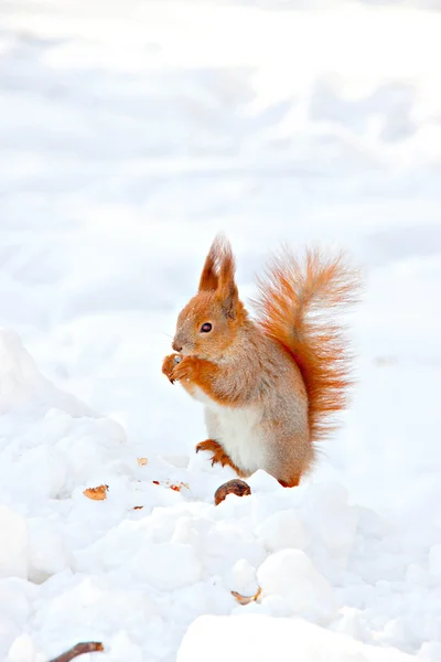 Σκίουρος στο χειμερινό πάρκο — Φωτογραφία Αρχείου