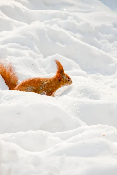 Eichhörnchen im Winterpark — Stockfoto