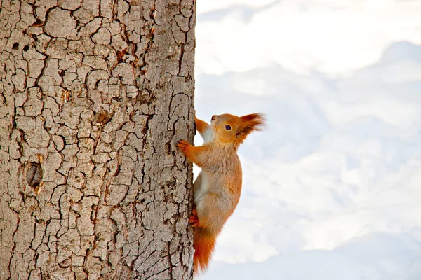 겨울 공원에 있는 다람쥐 — 스톡 사진
