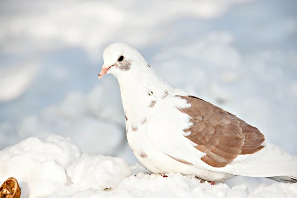 Bird in the winter nature — Stock Photo, Image