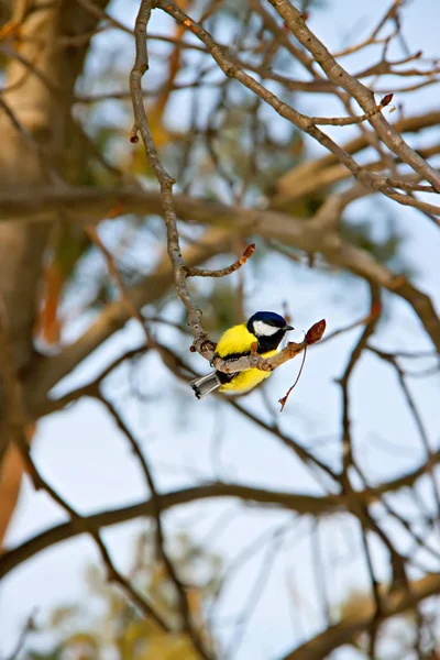 冬の自然の中で鳥 — ストック写真