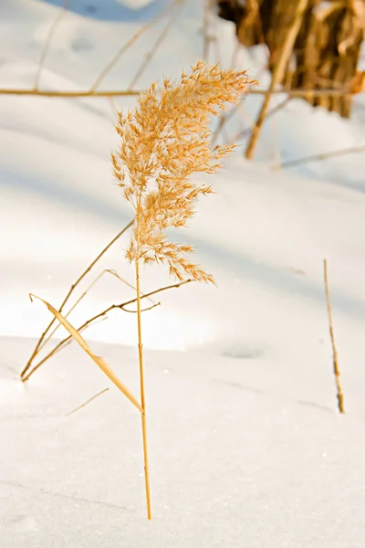 Paesaggio invernale con neve — Foto Stock