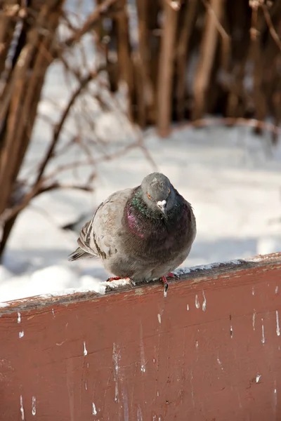 Птица в зимней природе — стоковое фото