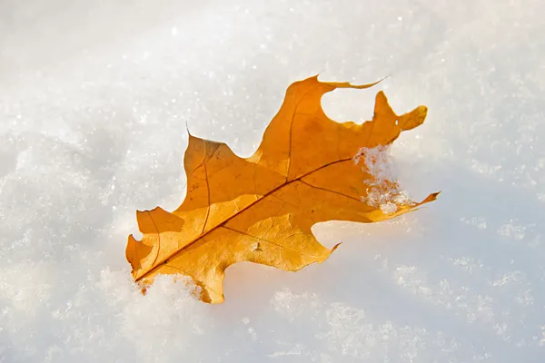 Leaf on a snow — Stock Photo, Image