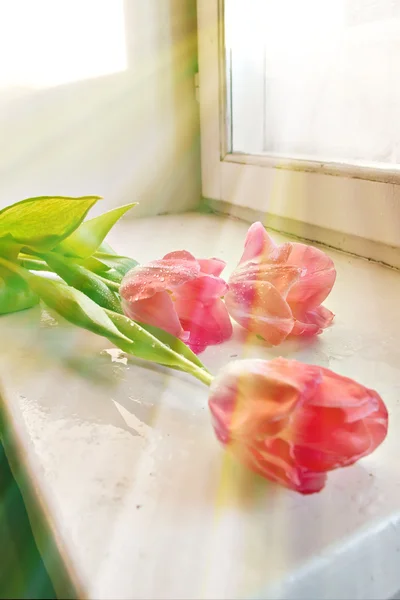 Тюльпаны на подоконнике — стоковое фото