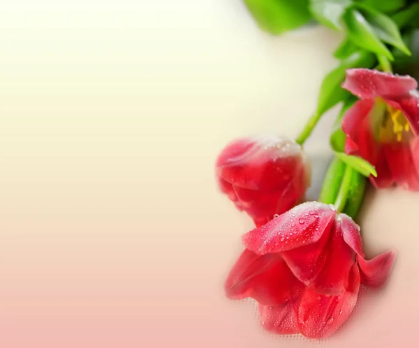 Свято тюльпани — стокове фото