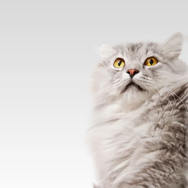 Персидский серый кот — стоковое фото