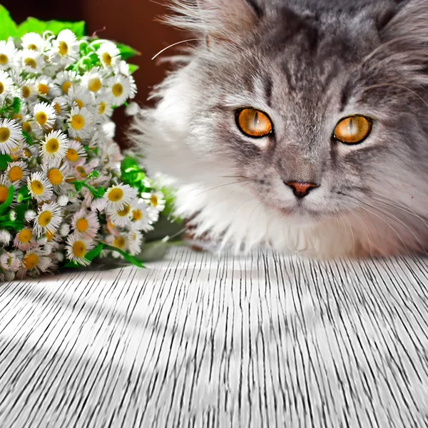 西伯利亚猫 — 图库照片