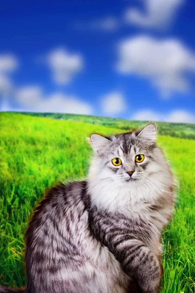 Siberiano esponjoso gato al aire libre — Foto de Stock