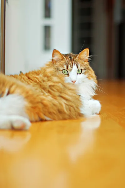 Kırmızı kedi — Stok fotoğraf