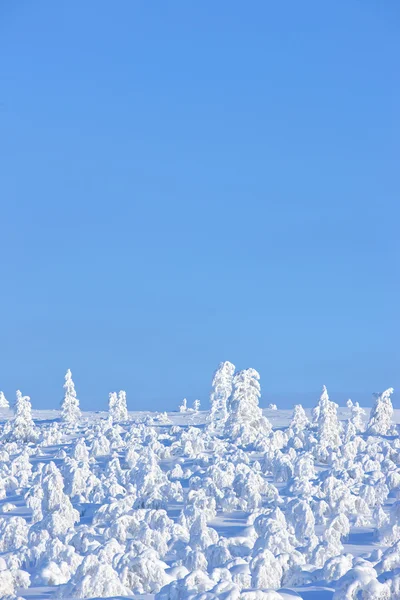 Zima w Finlandii — Zdjęcie stockowe