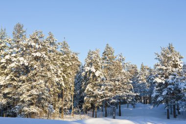 Finlandiya Kış