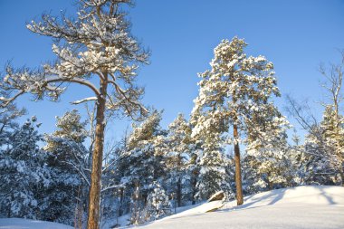 Finlandiya Kış