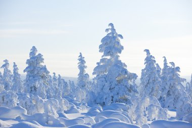 Finlandiya Kış