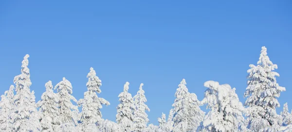 핀란드의 겨울 — 스톡 사진