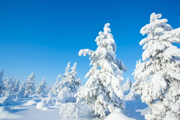 Winter in the finland — Stock Photo, Image