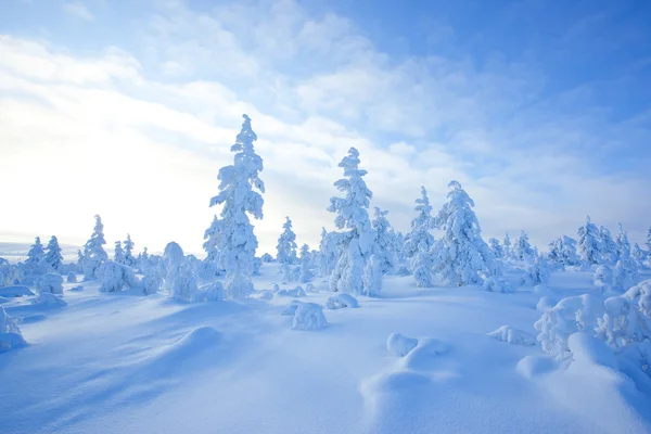 Zima v Finsku — Stock fotografie