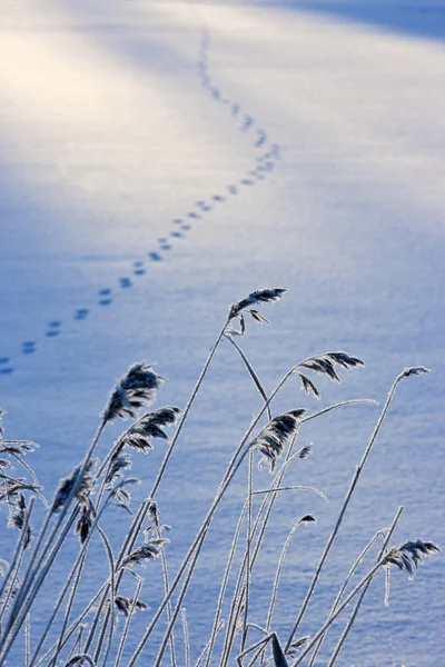 フィンランドの冬 — ストック写真