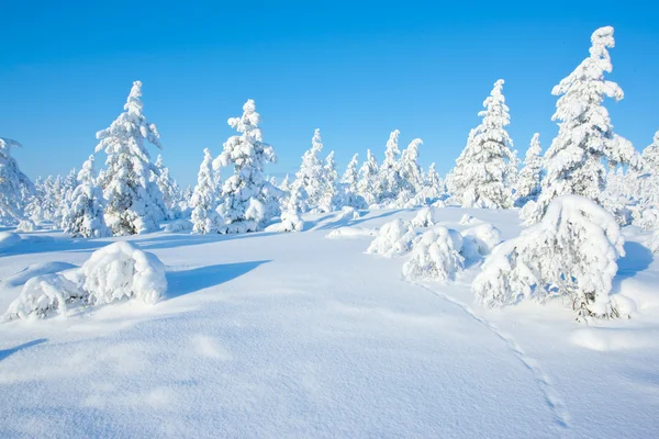 フィンランドの冬 ストック写真