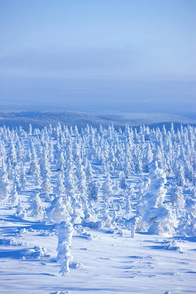 Winter in the finland Stock Image