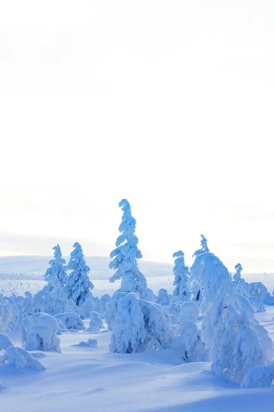 Winter in the finland Royalty Free Stock Photos