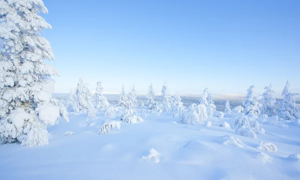 Winter in the finland Royalty Free Stock Photos