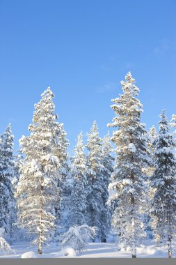 Finlandiya Kış