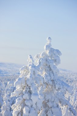 Finlandiya Kış