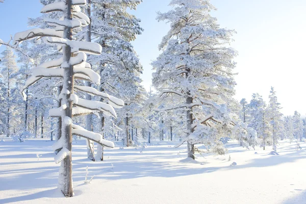 L'hiver en Finlande — Photo