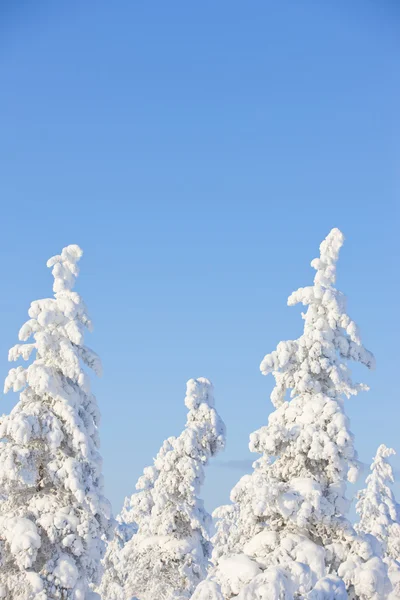 Зима в крайньому — стокове фото
