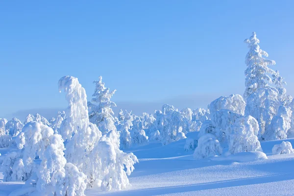 Winter in the finland Royalty Free Stock Images