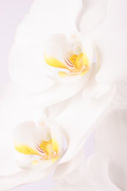 yakın çekim phalaenopsis çiçek
